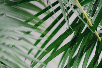 The background of the lush palm tree leaves.