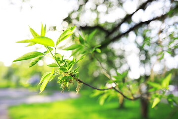 Spring nature background. Greenery of trees and grasses on a sunny spring morning. Forest landscape.
