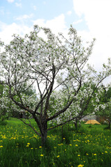 White flowers on a green bush. Spring cherry apple blossom. The white rose is blooming.