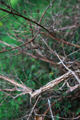 Spring nature background. Greenery of trees and grasses on a sunny spring morning. Forest landscape.