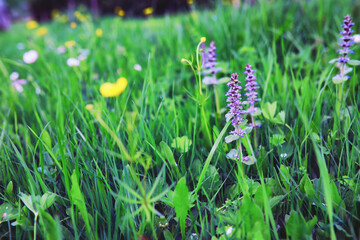 Plants and flowers macro. Detail of petals and leaves at sunset. Natural nature background.
