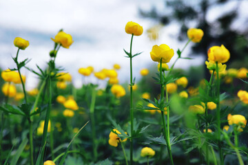 Fototapeta premium Plants and flowers macro. Detail of petals and leaves at sunset. Natural nature background.
