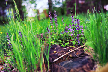 Plants and flowers macro. Detail of petals and leaves at sunset. Natural nature background.