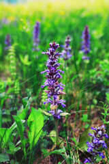 Plants and flowers macro. Detail of petals and leaves at sunset. Natural nature background.