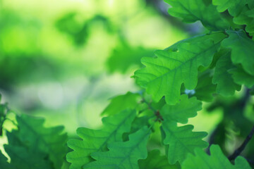 Spring nature background. Greenery of trees and grasses on a sunny spring morning. Forest landscape.