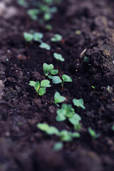 Young sprouts of seedlings in the vegetable garden. Greenery in a greenhouse. Fresh herbs in the spring on the beds.
