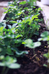 Young sprouts of seedlings in the vegetable garden. Greenery in a greenhouse. Fresh herbs in the spring on the beds.
