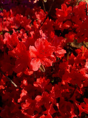 close-up red royal azalea blossoms