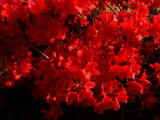 close-up red royal azalea blossoms