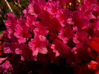 close-up pink royal azalea blossoms