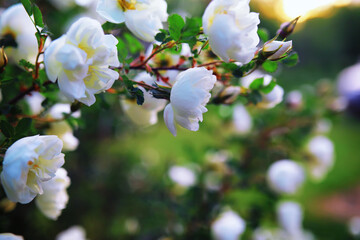 Plants and flowers macro. Detail of petals and leaves at sunset. Natural nature background.