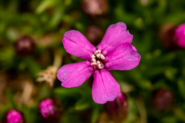 Saponaria ocymoides flower in mountains