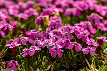 Saponaria ocymoides flower growing in mountains