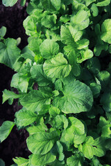 Young sprouts of seedlings in the vegetable garden. Greenery in a greenhouse. Fresh herbs in the spring on the beds.