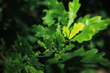 Spring nature background. Greenery of trees and grasses on a sunny spring morning. Forest landscape.
