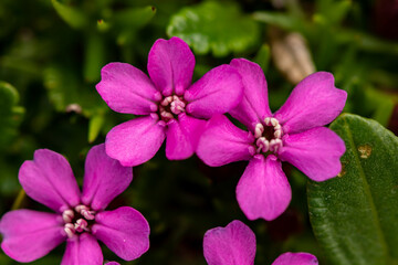 Saponaria ocymoides flower in mountains, close up