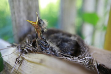 Bird nest with chicks in the wild. Starling eggs and chicks.