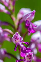 Dactylorhiza maculata flower in meadows, close up