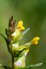 Rhinanthus glacialis flower in meadow