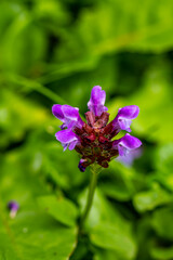 Prunella vulgaris flower growing in meadow