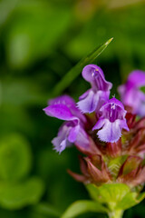 Obraz premium Prunella vulgaris flower in meadow, close up 