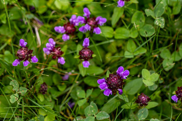 Prunella vulgaris flower growing in meadow, close up 