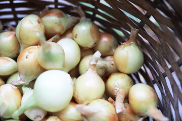 Harvest of onions. An elderly man farmer prepares vegetables for storage.