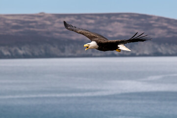 Bald Eagle (Haliaeetus leucocephalus) at Chowiet Island, Semidi Islands, Alaska, USA