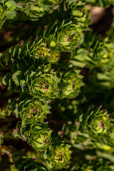 Rhodiola rosea flower growing in mountains, close up 