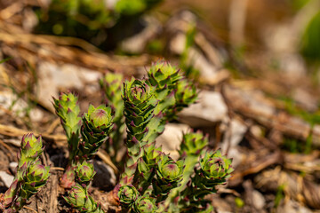 Rhodiola rosea flower growing in mountains, close up shoot	