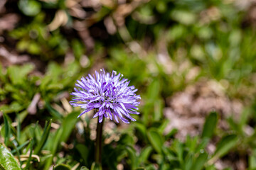 Globularia cordifolia flower growing in mountains, macro
