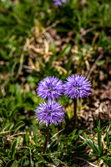 Globularia cordifolia flower in mountains, close up 
