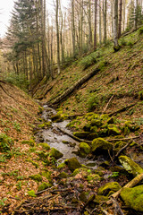 a small forest river with steep banks in Ukrainian Carpathian forest