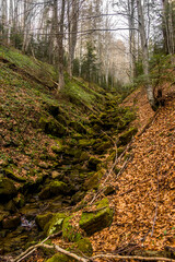 a small forest river with steep banks in Ukrainian Carpathian forest