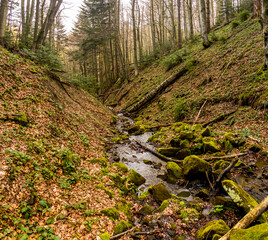 a small forest river with steep banks in Ukrainian Carpathian forest
