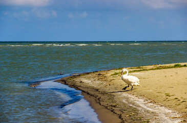 a wild white swan at the Danube delta near the zero kilometer, Odessa region, Ukraine