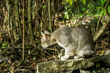 a grey cat at nature