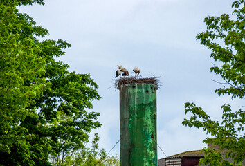 nest of white storks (ciconia ciconia) on the top of water tower