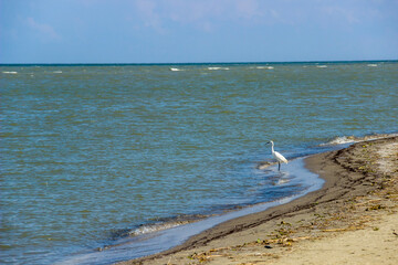 a great egret (ardea alba) at the Danube delta near the zero kilometer, Odessa region, Ukraine