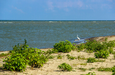 a great egret (ardea alba) at the Danube delta near the zero kilometer, Odessa region, Ukraine