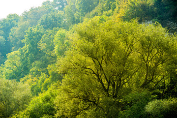 Obraz premium trees on steep rocky bank, National Nature Park Dnister Canyon, Ukraine