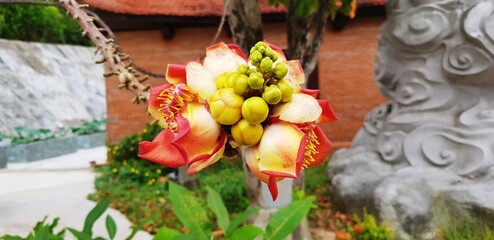 exotica flower in vietnam  Couroupita guianensis