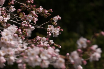 満開の白い桜
