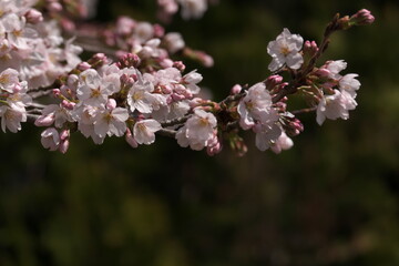 満開の白い桜
