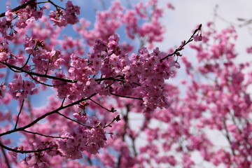 満開のピンクの桜
