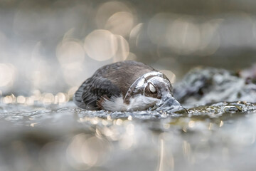 Underwater, amazing portrait of White throated Dipper at hunt (Cinclus cinclus)