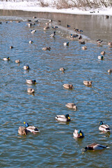 Wintering Mallards (Anas platyrhynchos) in Moscow region, Russia