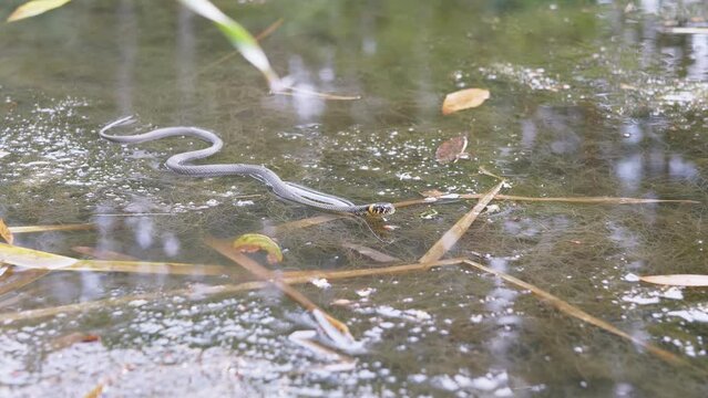 Non-Venomous Snake with Yellow Ears Swims in an Overgrown Pool, Looking for Prey. Swamp with aquatic plants, grass, reeds, duckweed on sunset. Viper sticks out its tongue. Wild nature. 4K. Close up.
