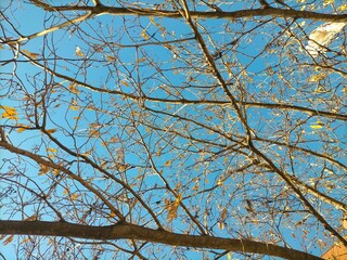 Close-up view of the blue sky, between branches and leaves.