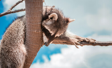 Close up of a raccoon in a tree, Portrait of a cute raccoon in its habitat, A young wild Procyon in its habitat